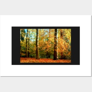 Beech Wood Posters and Art